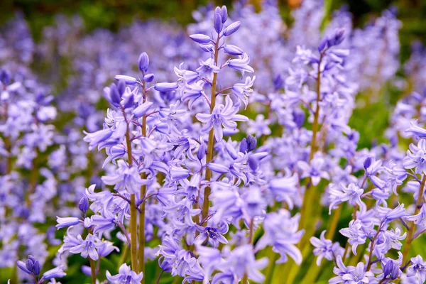 Bright Bluebell Flowers Bloom Garden Outdoors Backyard Closeup Detail Purple — стоковое фото