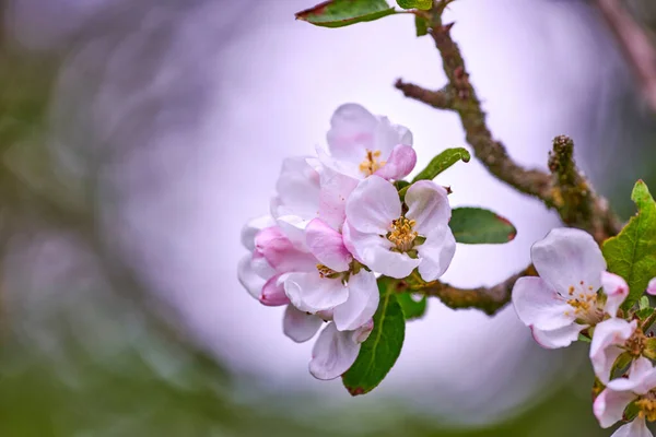 Apple flowers growing on a tree against a blurry nature background in summer. Closeup scenic view of beautiful white flowering plants blooming in a park in spring. Flora in its natural environment.
