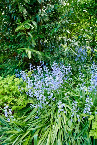 Closeup Detail Bluebell Scilla Siberica Blooming Outdoors Garden Spring Bright — Foto Stock