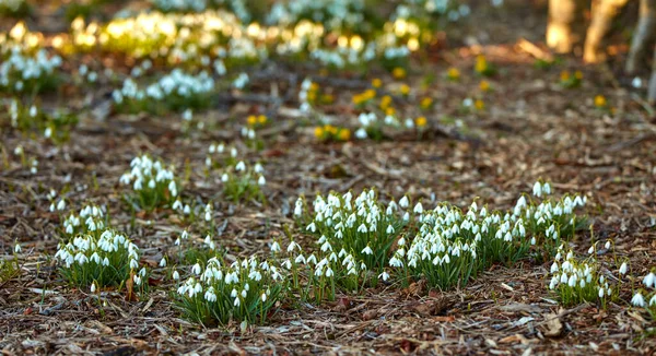 Białe Kwiaty Śniegu Rośnie Lesie Ogrodu Botanicznego Lecie Galanthus Nivalis — Zdjęcie stockowe