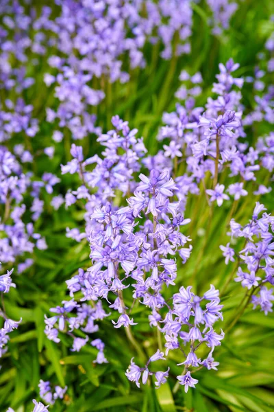 Bunte Lila Blumen Wachsen Einem Garten Nahaufnahme Wunderschöner Spanischer Blauglocken — Stockfoto