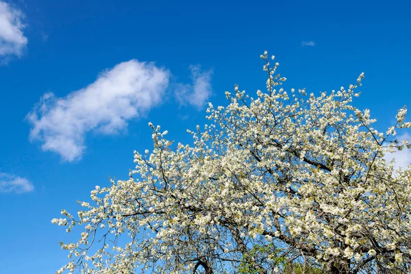 Cherry Flowers Tree Cloudy Blue Sky Backyard Garden Summer Wild —  Fotos de Stock