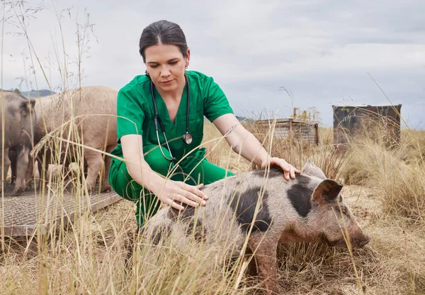 a female veterinarian on a farm with a pig.