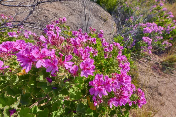 Růžové Fynbos Květiny Kvetoucí Slavné Turistické Stezce Stolové Hory Národního — Stock fotografie
