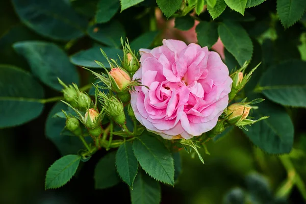 Яскрава Рожева Собака Рожева Троянда Бутони Дереві Саду Крупним Планом — стокове фото