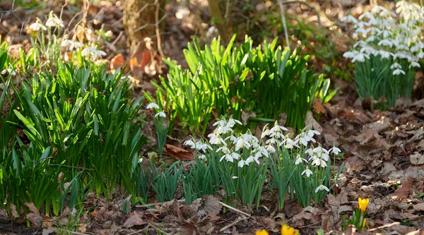 Beautiful white common snowdrop flower growing and thriving in a forest with fallen leaves in autumn. Galanthus nivalis blossoming, blooming and flowering in a meadow or home backyard garden.