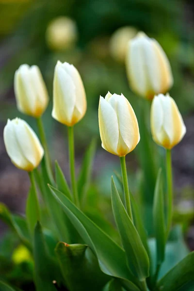 Baharda Büyüyen Beyaz Bahçe Laleleri Tulipa Gesneriana Türünden Lalelerin Yakın — Stok fotoğraf