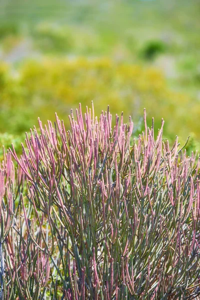 Pencil cactus flowers on mountain side outdoors on a sunny Summer day. Isolated natural spurges of pink petals blossoming and with green bushes behind. Calm area in Western Cape of South Africa.