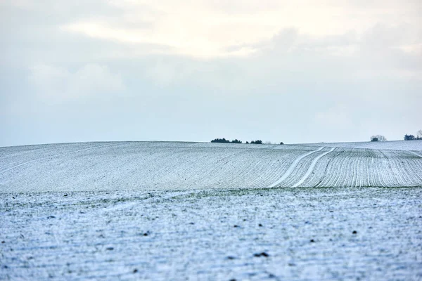 Countryside landscape on a cold winter day with cloudy sky background and copy space. Nature landscape of a farm field, meadows or grass land covered in white snow on a bright overcast morning.