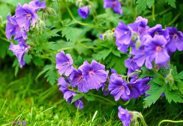 Purple Hardy Geranium Flowers Growing Park Bush Indigo Blue Geraniums — 스톡 사진