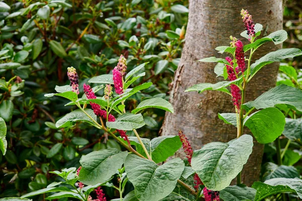 Closeup Indian Poke Plants Growing Tree Quiet Relaxing Forest Zoom — Stock Photo, Image