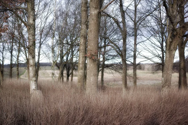 Trees of all types and seasons. A beautiful world of differences. Trees and forests of all types and seasons