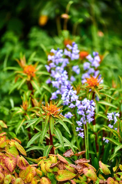 Pekinger Wolfsmilch Und Spanische Blauglockenblume Blühen Einem Frühlingstag Einem Lebendigen — Stockfoto