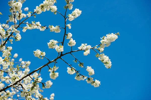 Closeup Sweet Cherry Bloesems Een Tak Tegen Een Blauwe Heldere — Stockfoto