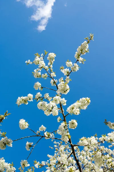 Witte Kersenbloesem Bloemen Groeien Een Groene Tak Een Huis Tuin — Stockfoto