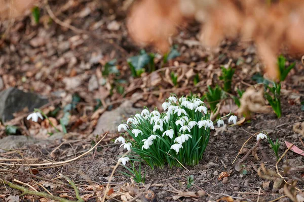 Mała Roślina Galanthus Nivalis Kwitnąca Zewnątrz Parku Lub Lesie Wiosenny — Zdjęcie stockowe