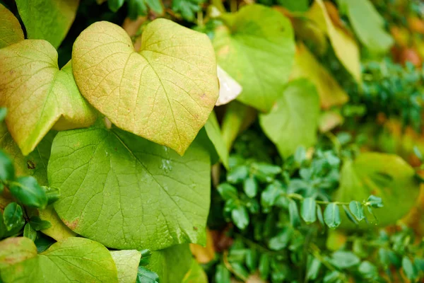 Garden Wild Ginger Plants Covered Dew Rain Drops Closeup Dutchmans — Zdjęcie stockowe