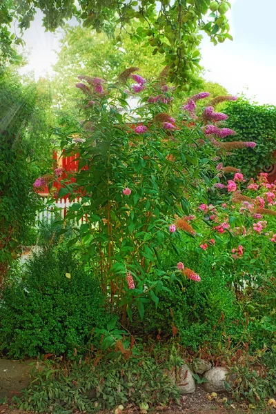 Zahradní Sny Zelená Zahrada Krásnými Květy Motýla Keře Kopírovacím Prostorem — Stock fotografie