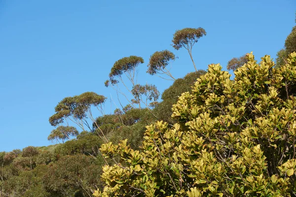Schöne Blumen Pflanzen Und Bäume Auf Einem Berg Südafrika Westkap — Stockfoto