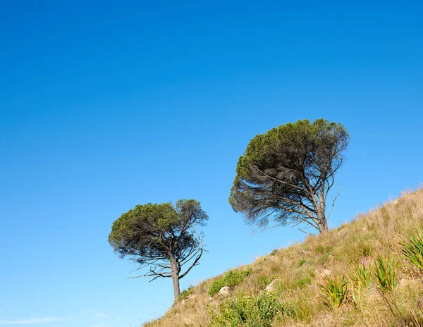 Trees growing on a mountain slope against a clear blue sky background with copy space. Remote and rugged nature reserve on a sunny summer day. Lush green landscape from below in a peaceful field.
