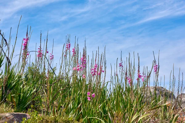 Pink Wild Watsonia Flowers Growing Hill Blue Cloudy Sky Low — Stock fotografie