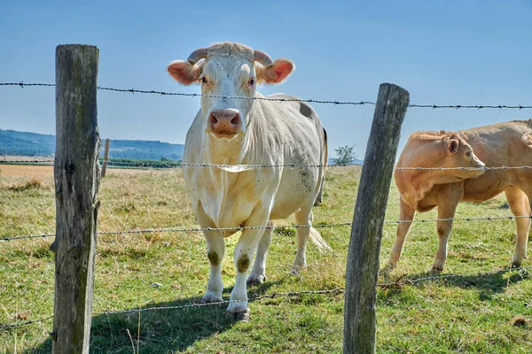 Raising and breeding livestock animals in agribusiness for cattle and dairy industry. Curious cow, one white charolais cow standing behind a barb wire fence on a sustainable farm in the countryside