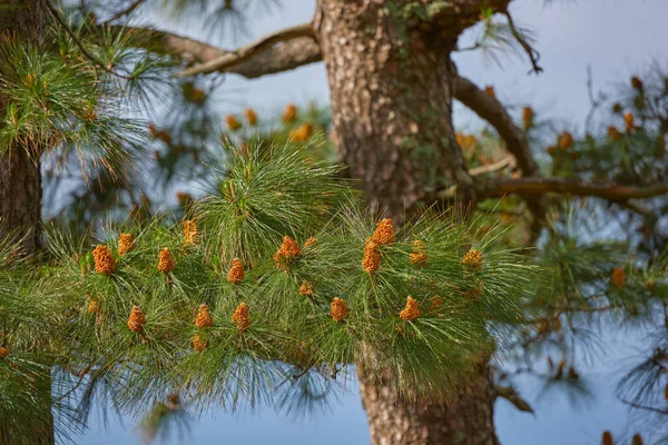 Chinese red pine tree growing outdoors in nature during spring on a clear summer day. Closeup of pinecones budding on a masson tree in spring. A large horsetail pine thriving in its natural habitat.