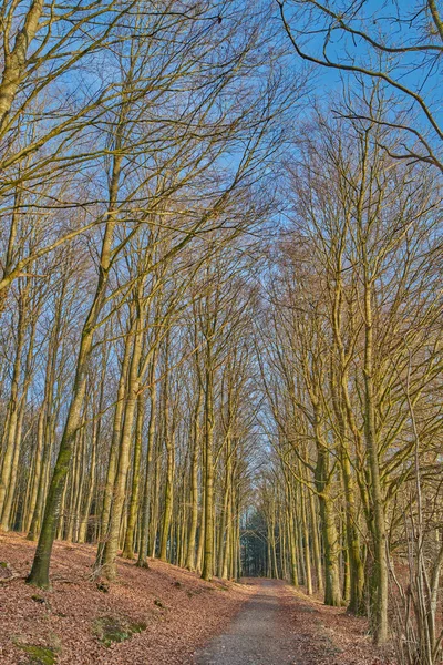 Empty Quiet Path Cultivated Pine Tree Forest Countryside Landscape View — Stockfoto