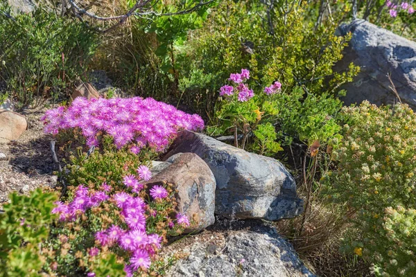 Pink Aster Fynbos Květy Rostoucí Skalách Stolové Hoře Kapské Město — Stock fotografie