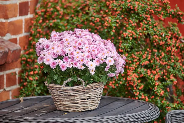 Beautiful Florists Daisy Flowers Planted Wicker Basket Backyard Garden Pink — Stockfoto