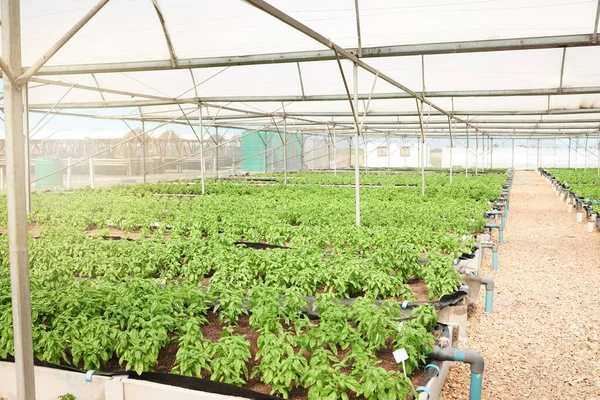 Still Life Shot Plants Growing Greenhouse Farm — Fotografia de Stock