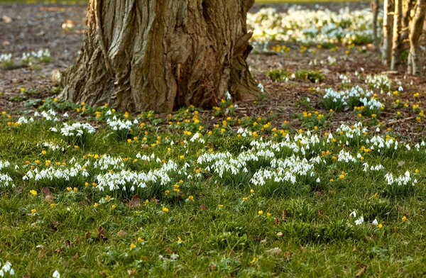 White Snowdrop Flowers Growing Green Grass Tree Trunks Forest Common — стоковое фото