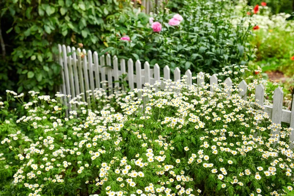 Feverfew Flowers Growing Green Backyard Garden Summer Landscape View Pretty — Zdjęcie stockowe