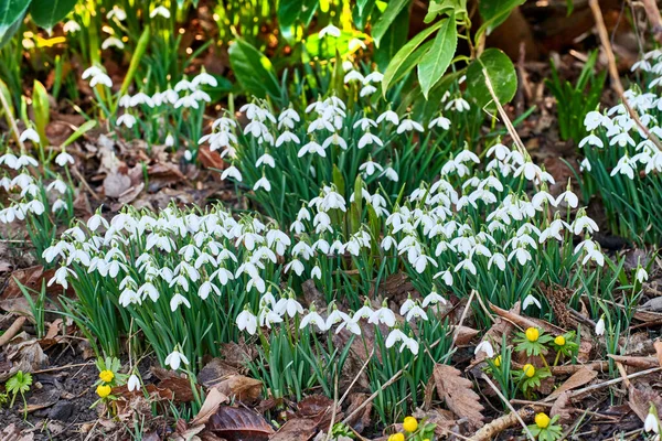 Closeup White Common Snowdrop Flowers Blooming Secluded Green Home Garden — стоковое фото