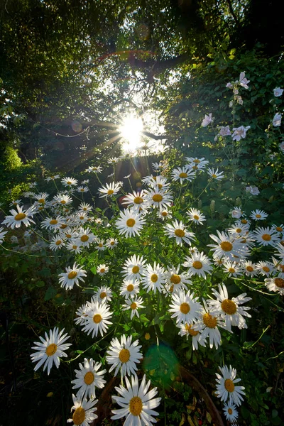 White daisies growing in remote field, meadow, backyard or garden with the sun shining through in the background from below. Marguerite flowers blossoming, blooming and flowering outdoors in nature.