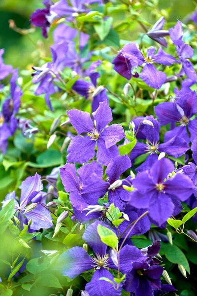 Colorful Purple Flowers Growing Garden Sunny Day Closeup Beautiful Virgins — Φωτογραφία Αρχείου