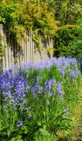 Bluebell Flowers Growing Fence Backyard Garden Summer Scilla Siberica Flowering —  Fotos de Stock