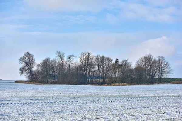 Schneebedeckte Waldlandschaft Einem Wintertag Mit Kopierraum Kahle Äste Und Ein — Stockfoto