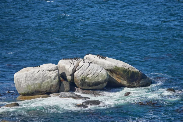 Beautiful View Penguins Boulders Rocks Middle Sea Beach Coastal Scenery — Stockfoto