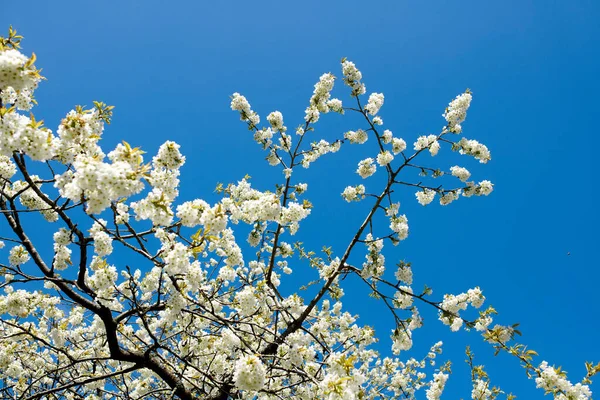 White Cherry Blossom Flowers Growing Green Branch Home Garden Isolated — Stockfoto