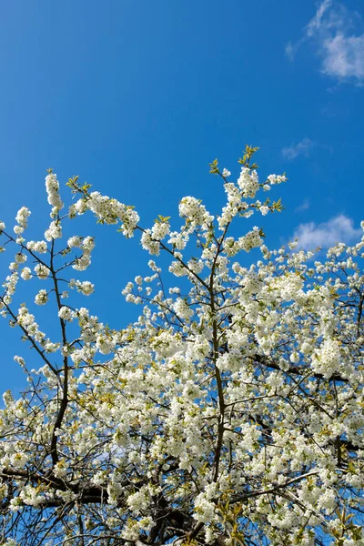 Beautiful White Cherry Blossom Flowers Blooming Blue Sky Background Group —  Fotos de Stock