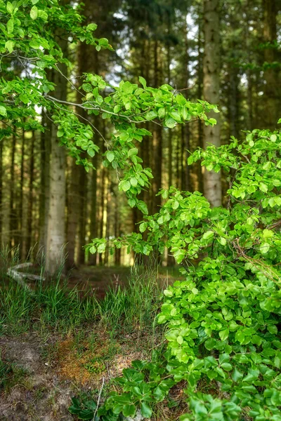 Green Leaves Wild Beech Trees Growing Forest Woodlands Plants Shrubs — Zdjęcie stockowe