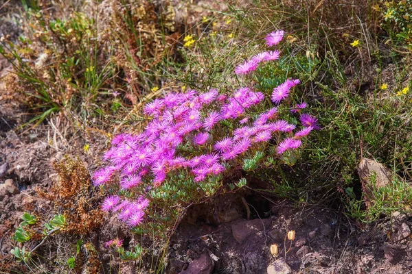 Pink Trailing Ice Plant Flowers Growing Rocks Table Mountain Cape — Stock fotografie