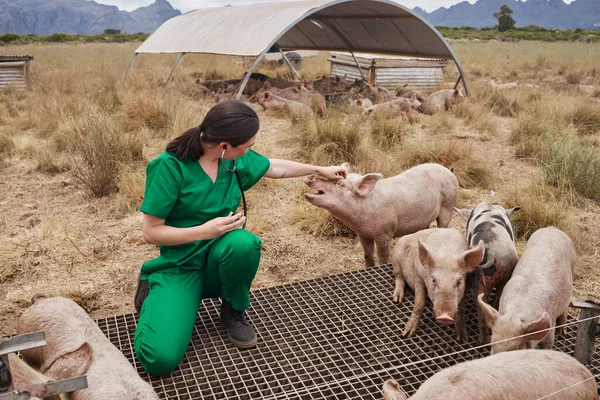 a female veterinarian on a farm with pigs.