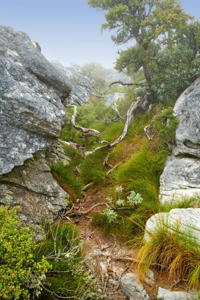 Bloemen Planten Bomen Berghelling Zuid Afrika West Kaap Landschap Van — Stockfoto