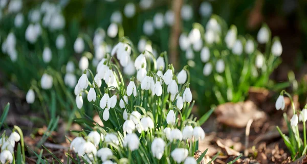 Galanthus Woronowii Growing Natural Habitat Dense Forest Green Snowdrop Woods — Zdjęcie stockowe