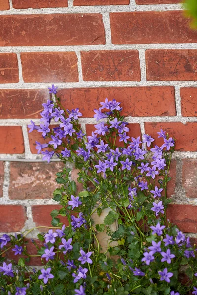Blue Serbian Bellflowers Growing Red Brick Wall Secluded Private Home — Fotografia de Stock