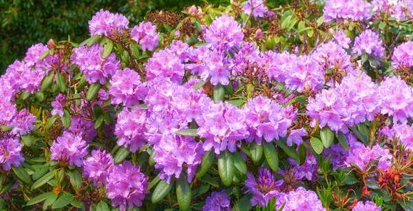 Rhododendron Garden Series Photos Rhododendron Garden — Stock Photo, Image