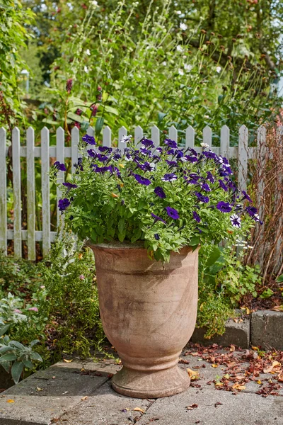 Flower pot with petunias growing in a white picket fence backyard or home garden in autumn on a patio. Beautiful flowering plant blooming in a yard outdoors. Lush plants and fallen leaves outside.