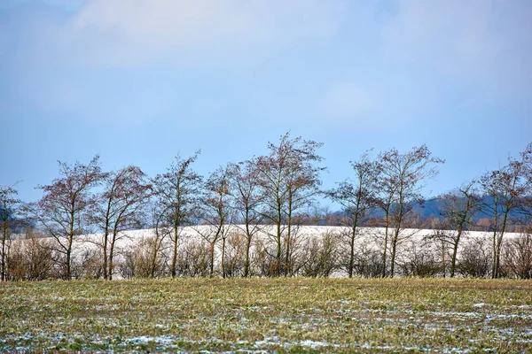 Kahle Kiefern Und Schneebedeckter Boden Bei Kaltem Wetter Der Wunderschönen — Stockfoto